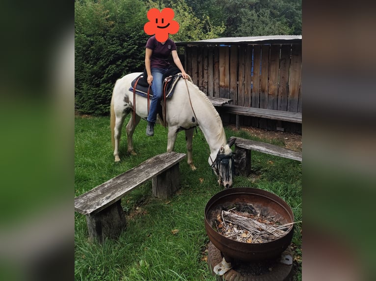American Paint Horse Mix Gelding 5 years 15.1 hh Pinto in Neidlingen