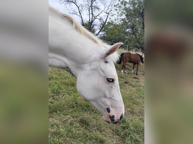 American Paint Horse Mix Gelding 5 years 15.1 hh Pinto in Neidlingen