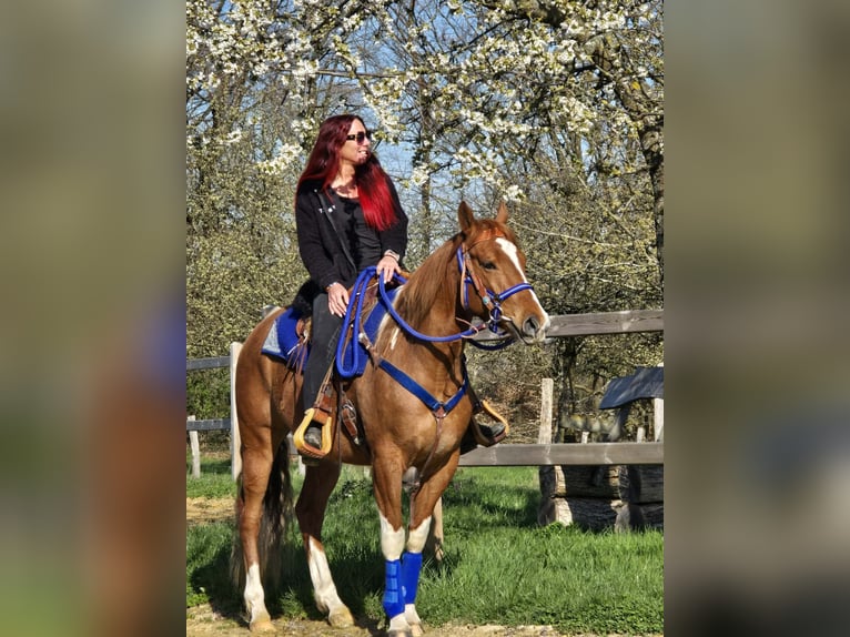 American Paint Horse Mix Gelding 5 years 15.1 hh Pinto in Linkenbach