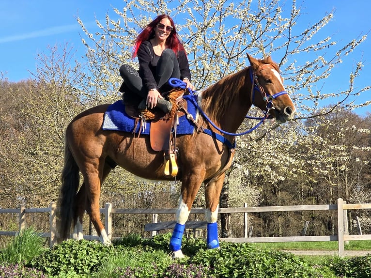 American Paint Horse Mix Gelding 5 years 15.1 hh Pinto in Linkenbach