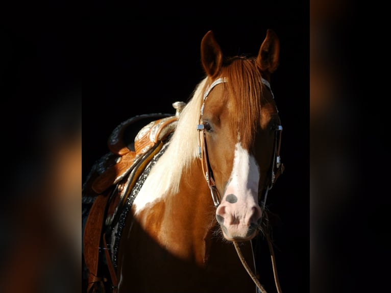 American Paint Horse Gelding 5 years 15.1 hh Tobiano-all-colors in Reichshof