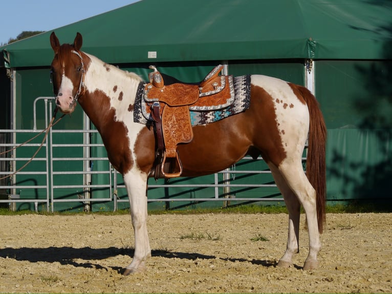 American Paint Horse Gelding 5 years 15.1 hh Tobiano-all-colors in Reichshof
