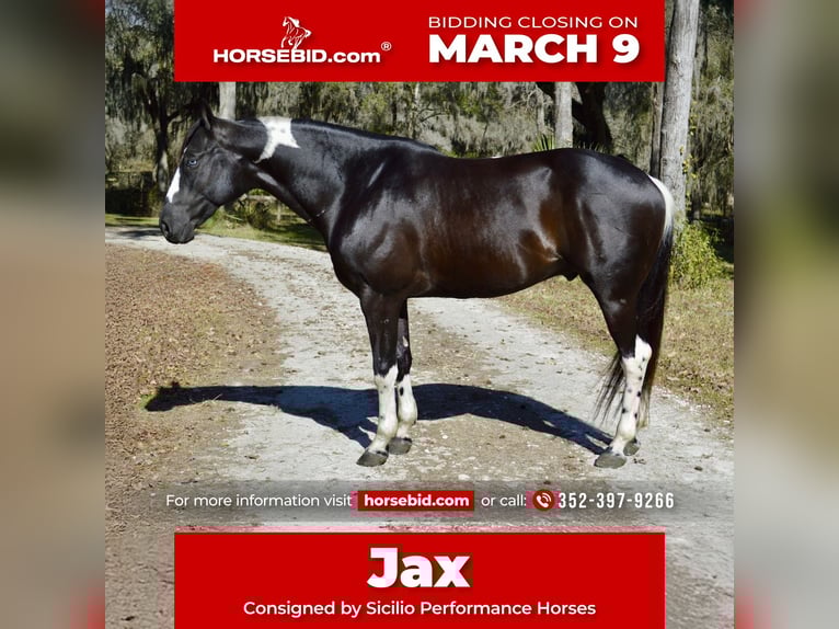 American Paint Horse Gelding 5 years 15.2 hh Black in Micanopy