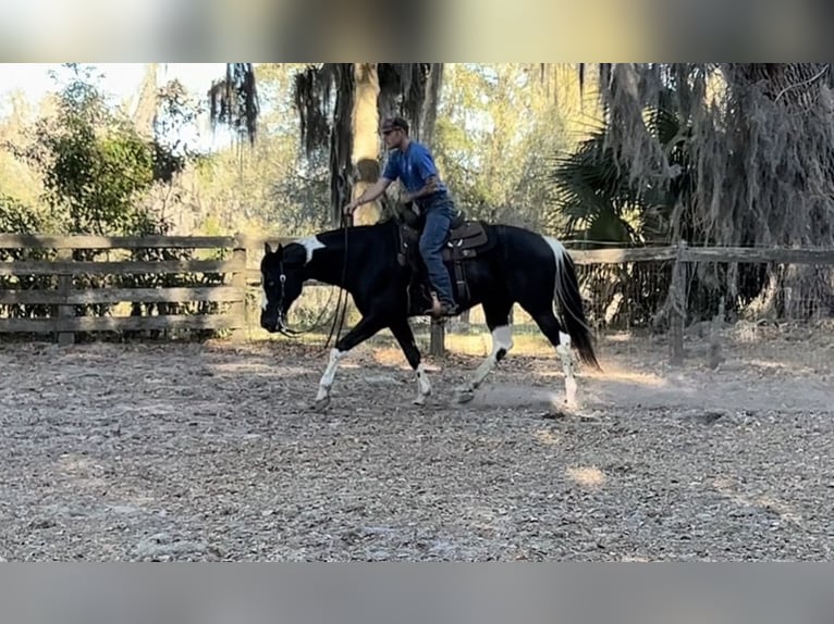 American Paint Horse Gelding 5 years 15.2 hh Black in Micanopy