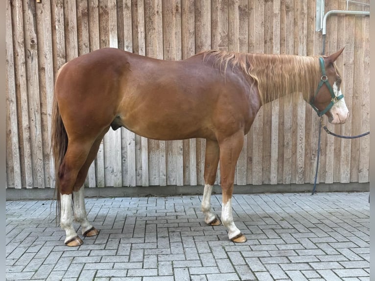American Paint Horse Gelding 5 years 15.2 hh Chestnut-Red in Böhme