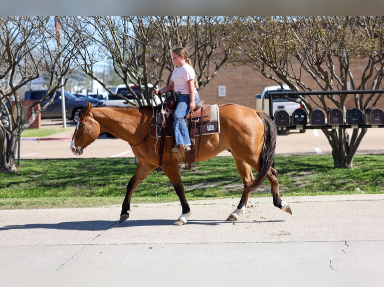 American Paint Horse Gelding 5 years 15.2 hh Dun in Forney