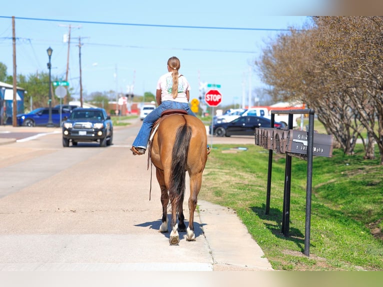 American Paint Horse Gelding 5 years 15.2 hh Dun in Forney