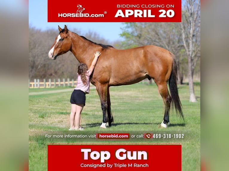 American Paint Horse Gelding 5 years 15.2 hh Dun in Forney