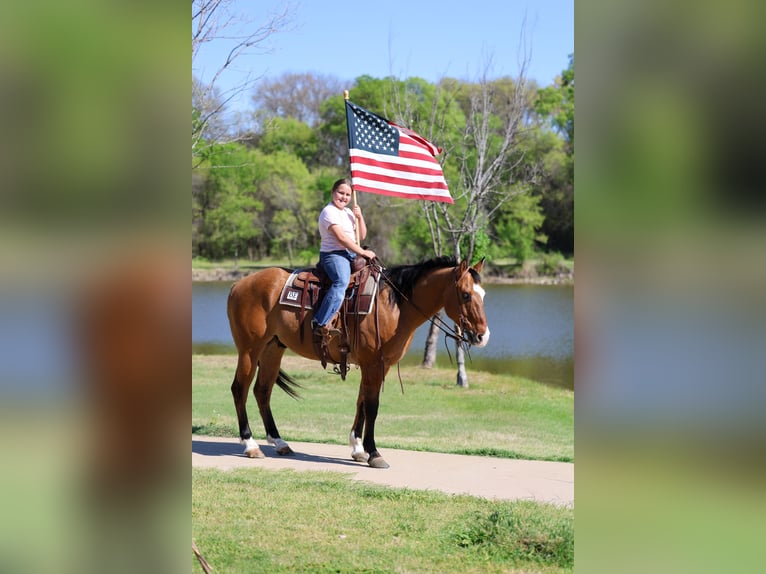 American Paint Horse Gelding 5 years 15.2 hh Dun in Forney