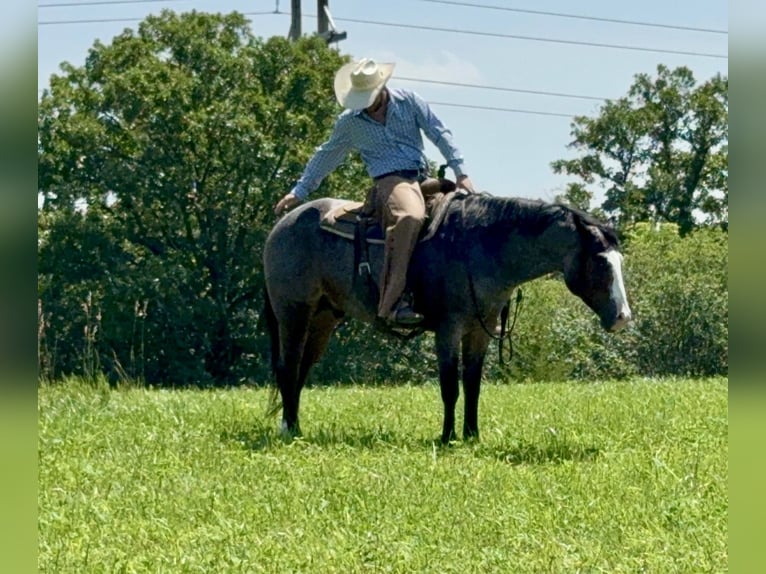 American Paint Horse Gelding 5 years 15,2 hh Roan-Bay in Sheffield