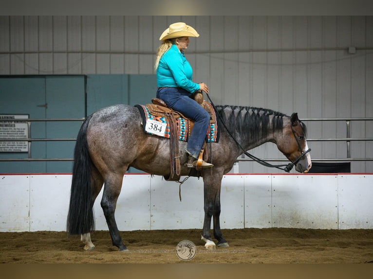 American Paint Horse Gelding 5 years 15,2 hh Roan-Bay in Sheffield
