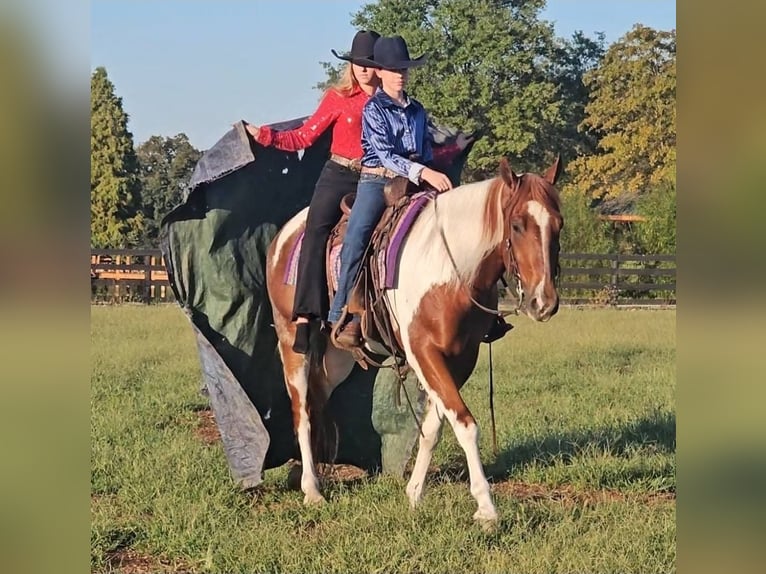 American Paint Horse Gelding 5 years 15.2 hh Tobiano-all-colors in Robards