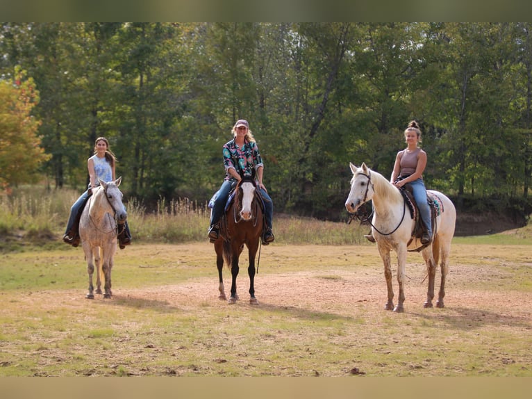 American Paint Horse Gelding 5 years 15 hh Bay in Athens