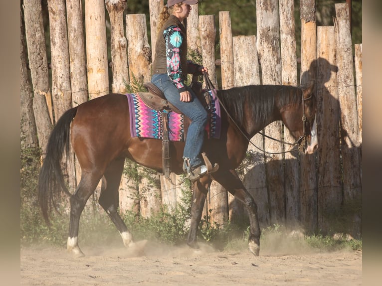 American Paint Horse Gelding 5 years 15 hh Bay in Athens