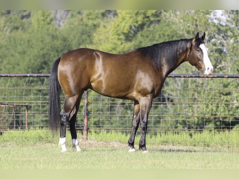 American Paint Horse Gelding 5 years 15 hh Bay in Athens