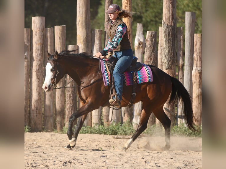 American Paint Horse Gelding 5 years 15 hh Bay in Athens