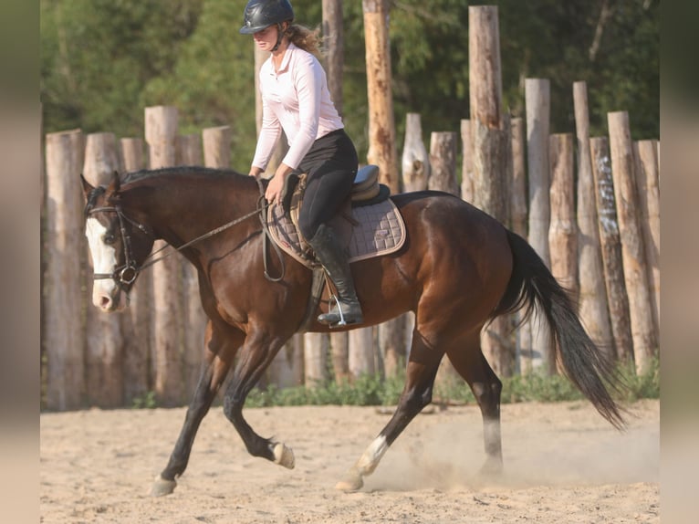 American Paint Horse Gelding 5 years 15 hh Bay in Athens