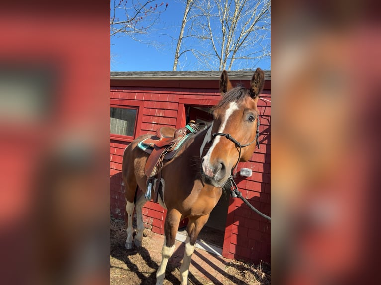 American Paint Horse Gelding 5 years 15 hh Brown in Maine