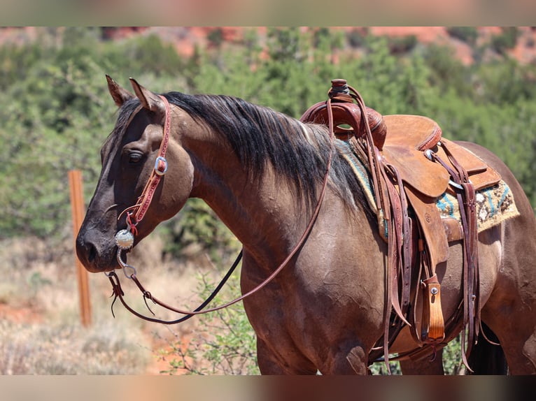 American Paint Horse Gelding 5 years 15 hh Grullo in Camp Verde