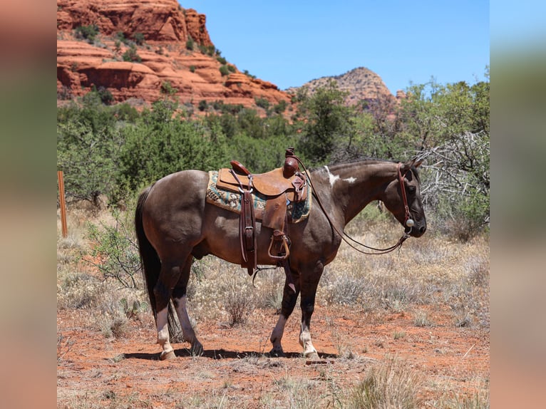 American Paint Horse Gelding 5 years 15 hh Grullo in Camp Verde