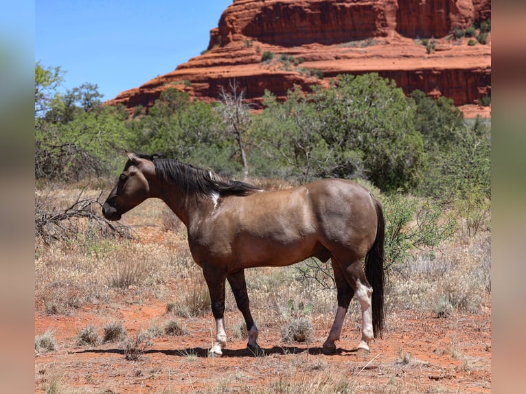 American Paint Horse Gelding 5 years 15 hh Grullo in Camp Verde