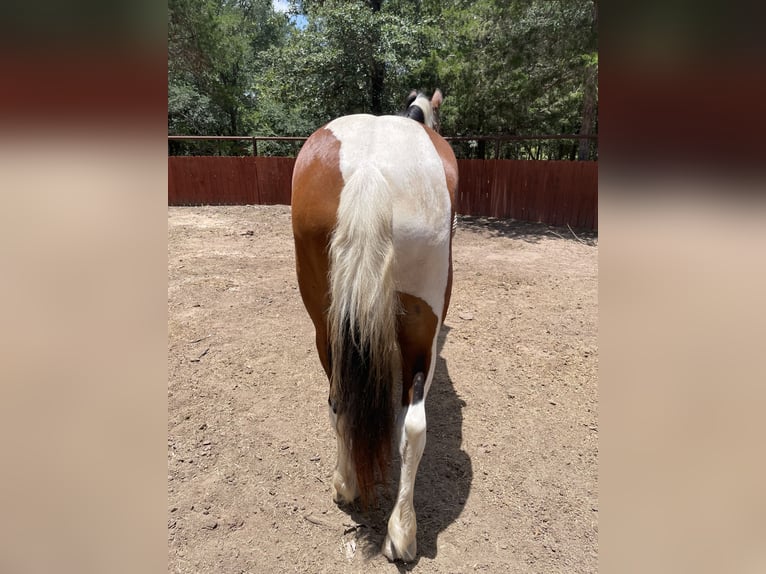 American Paint Horse Mix Gelding 5 years 15 hh Pinto in Dale, tx