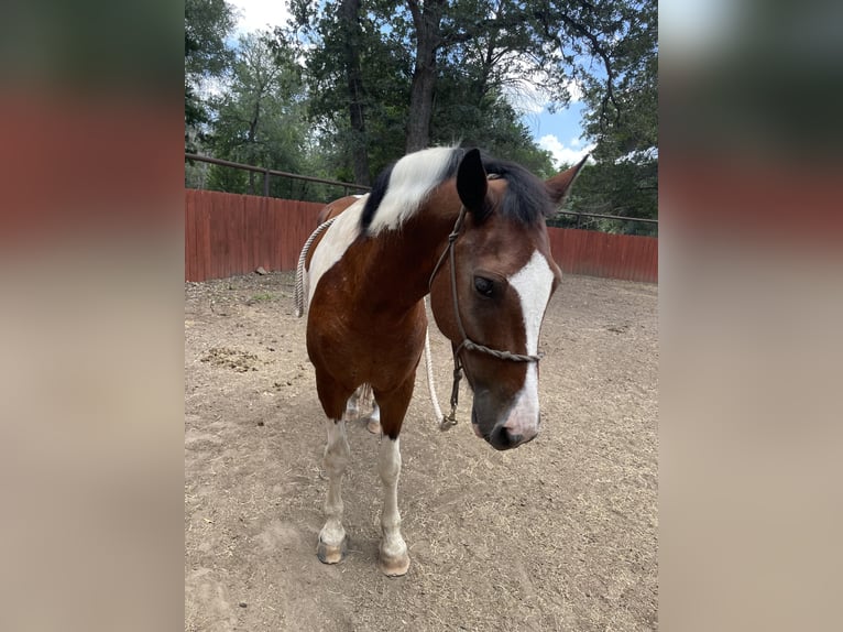American Paint Horse Mix Gelding 5 years 15 hh Pinto in Dale, tx