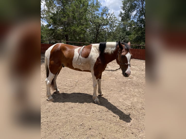 American Paint Horse Mix Gelding 5 years 15 hh Pinto in Dale, tx