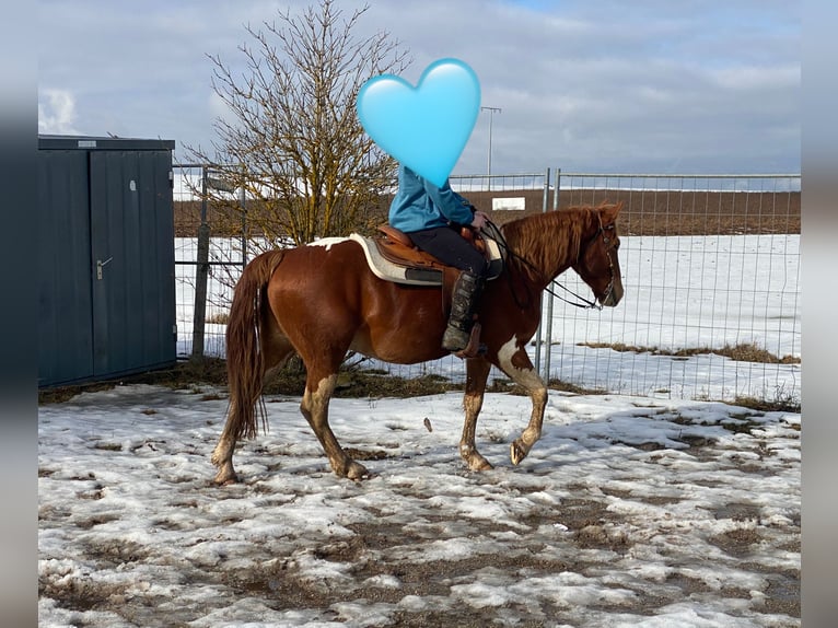 American Paint Horse Mix Gelding 5 years 15 hh Pinto in Deuerling