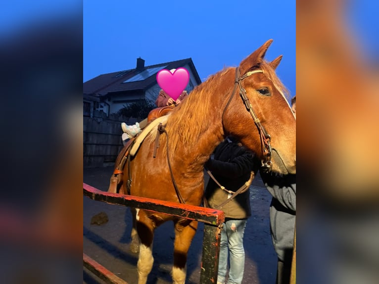 American Paint Horse Mix Gelding 5 years 15 hh Pinto in Deuerling