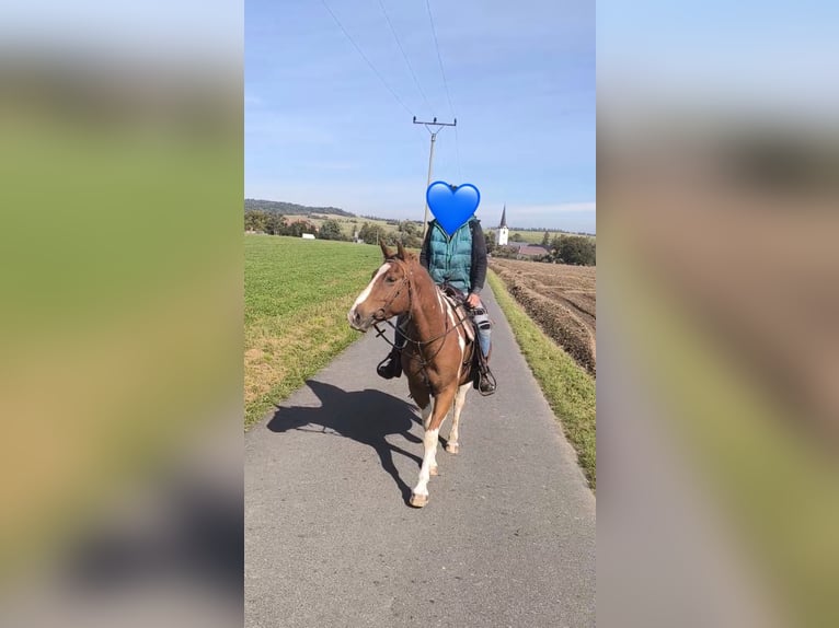 American Paint Horse Mix Gelding 5 years 15 hh Pinto in Deuerling