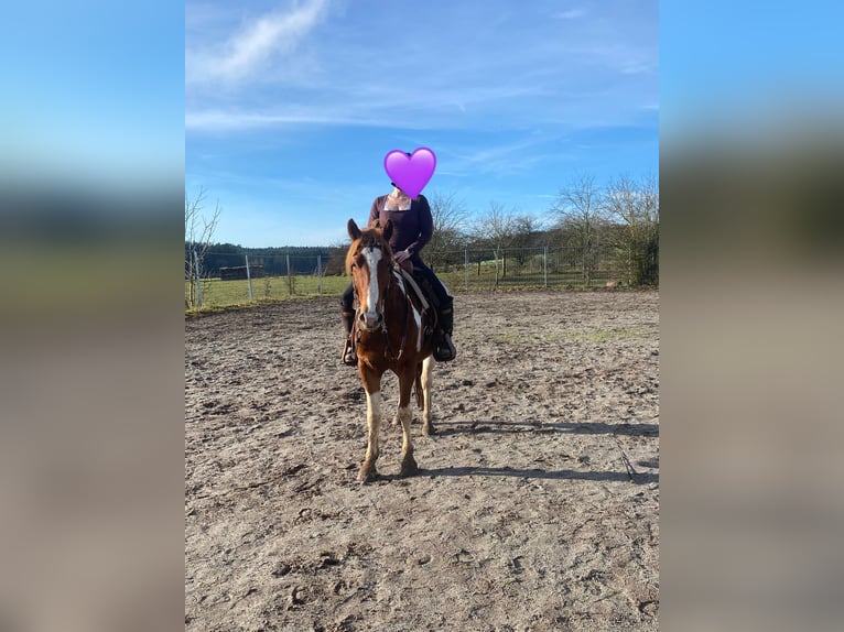 American Paint Horse Mix Gelding 5 years 15 hh Pinto in Deuerling