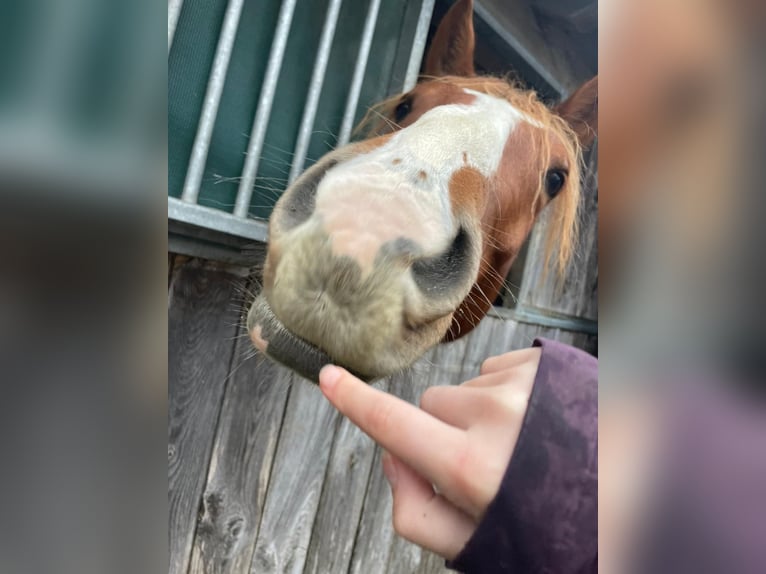 American Paint Horse Mix Gelding 5 years 15 hh Pinto in Deuerling