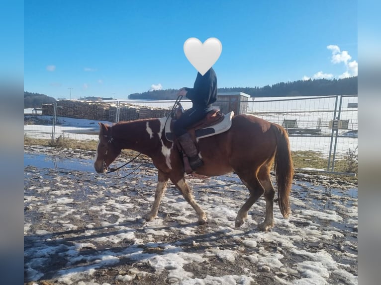 American Paint Horse Mix Gelding 5 years 15 hh Pinto in Deuerling