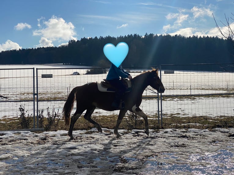 American Paint Horse Mix Gelding 5 years 15 hh Pinto in Deuerling