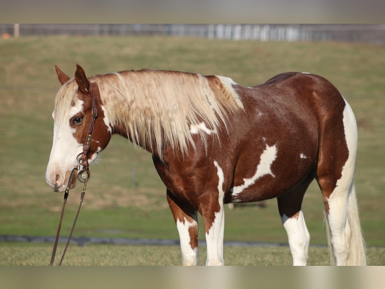American Paint Horse Gelding 5 years 15 hh Tobiano-all-colors in Parkers Lake KY