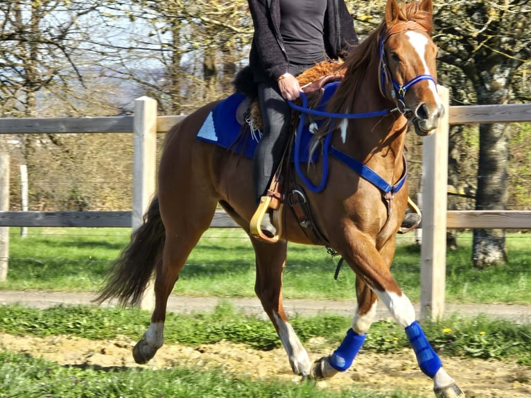 American Paint Horse Mix Gelding 5 years 15,1 hh Pinto in Linkenbach
