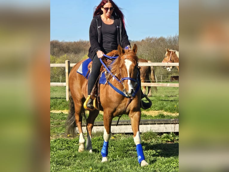 American Paint Horse Mix Gelding 5 years 15,1 hh Pinto in Linkenbach