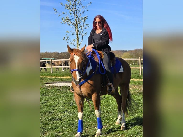 American Paint Horse Mix Gelding 5 years 15,1 hh Pinto in Linkenbach