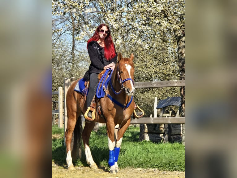 American Paint Horse Mix Gelding 5 years 15,1 hh Pinto in Linkenbach