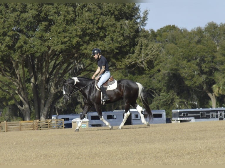 American Paint Horse Gelding 5 years 15,2 hh Black in Micanopy