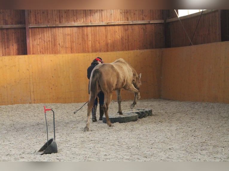 American Paint Horse Gelding 5 years 15,2 hh Champagne in Ceske Budejovice