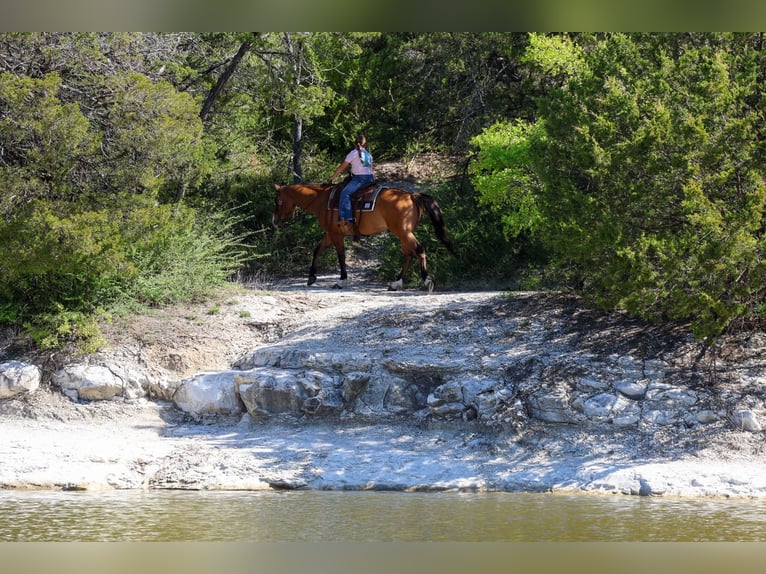 American Paint Horse Gelding 5 years 15,2 hh Dun in Forney