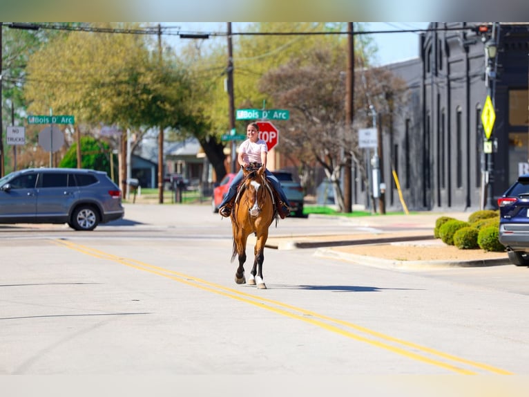 American Paint Horse Gelding 5 years 15,2 hh Dun in Forney