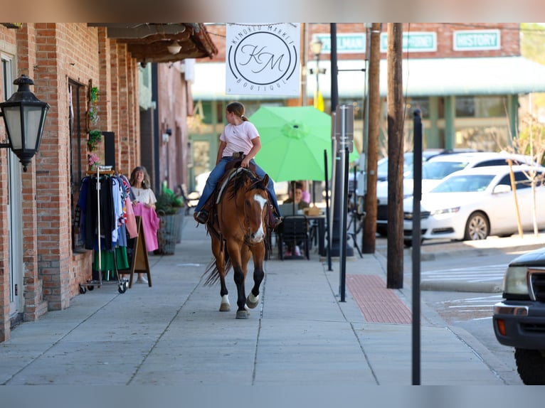 American Paint Horse Gelding 5 years 15,2 hh Dun in Forney