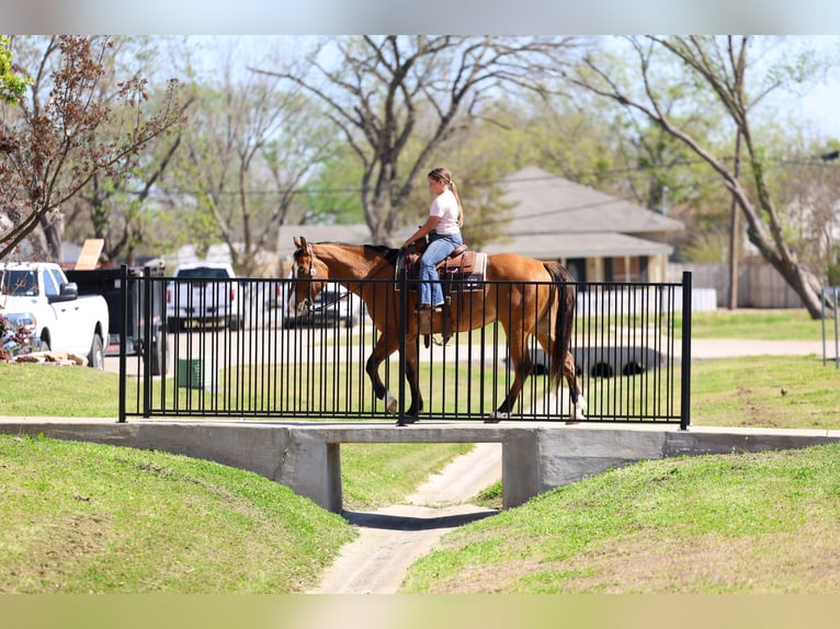 American Paint Horse Gelding 5 years 15,2 hh Dun in Forney