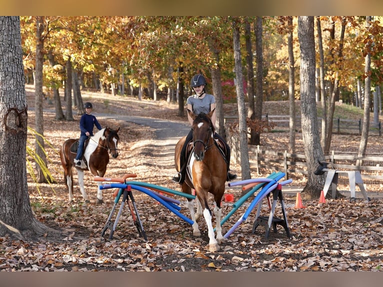 American Paint Horse Mix Gelding 5 years 15,2 hh Pinto in Clover