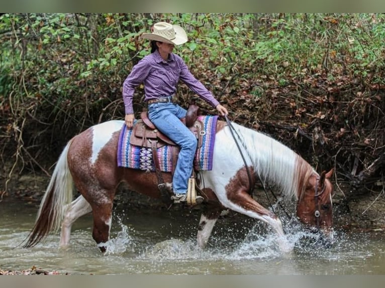 American Paint Horse Gelding 5 years 15,2 hh Tobiano-all-colors in Robards