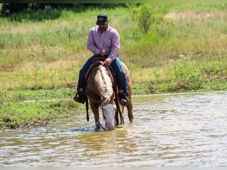 American Paint Horse Gelding 5 years Overo-all-colors in Whitesboro