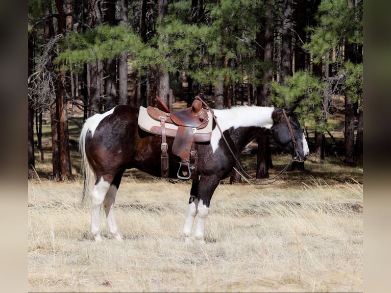 American Paint Horse Gelding 5 years Tobiano-all-colors in Cottonwood AZ